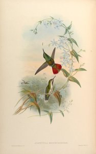 Avocettula recurvirostris door John Gould